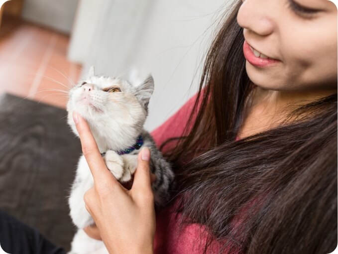 4 Ways Indoor Cats Get Fleas FRONTLINE® Flea & Tick Protection